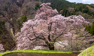 Komatsunagi Cherry Blossoms